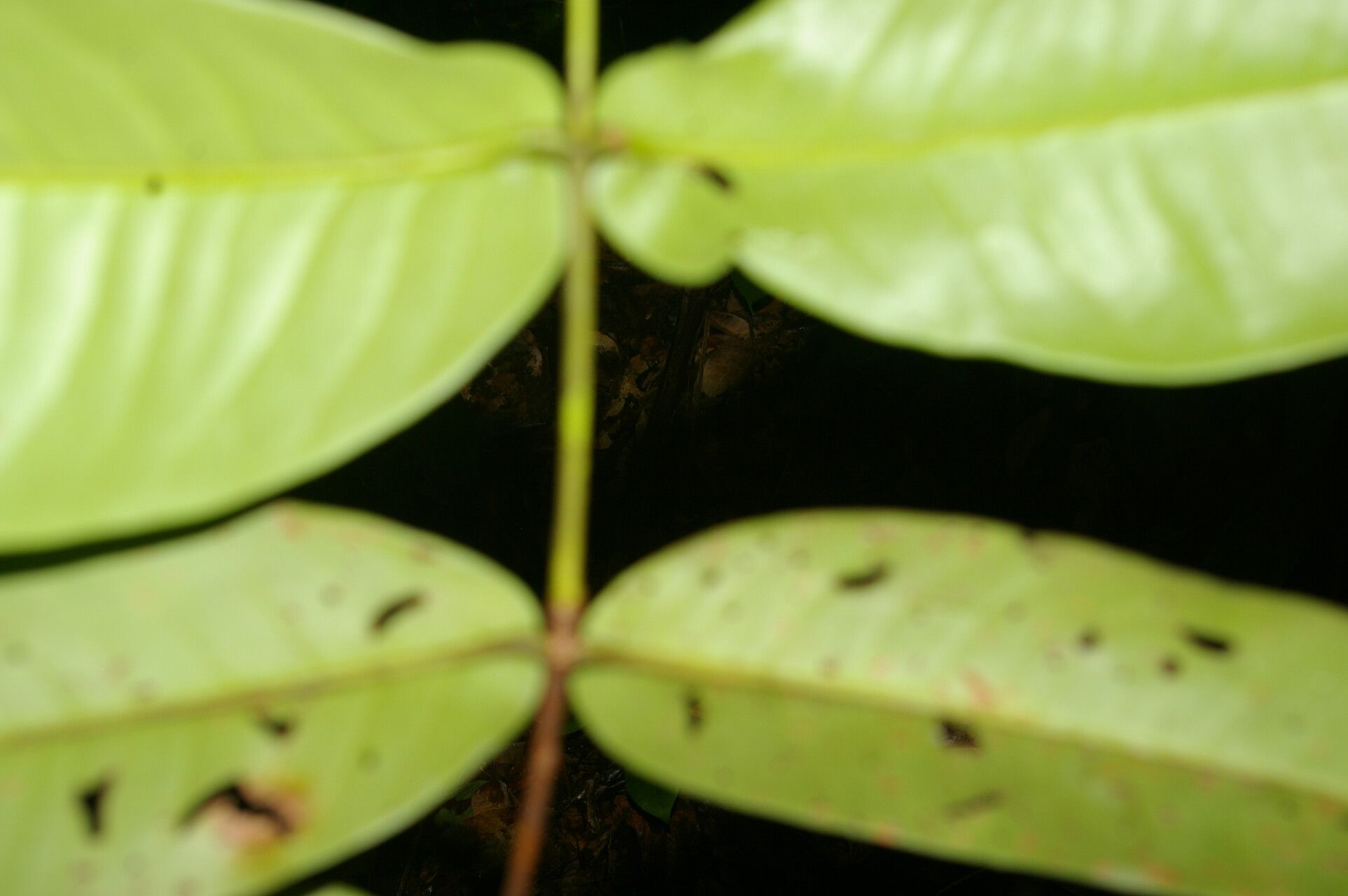 Mouriri cyphocarpa — search result for 'Mouriri'