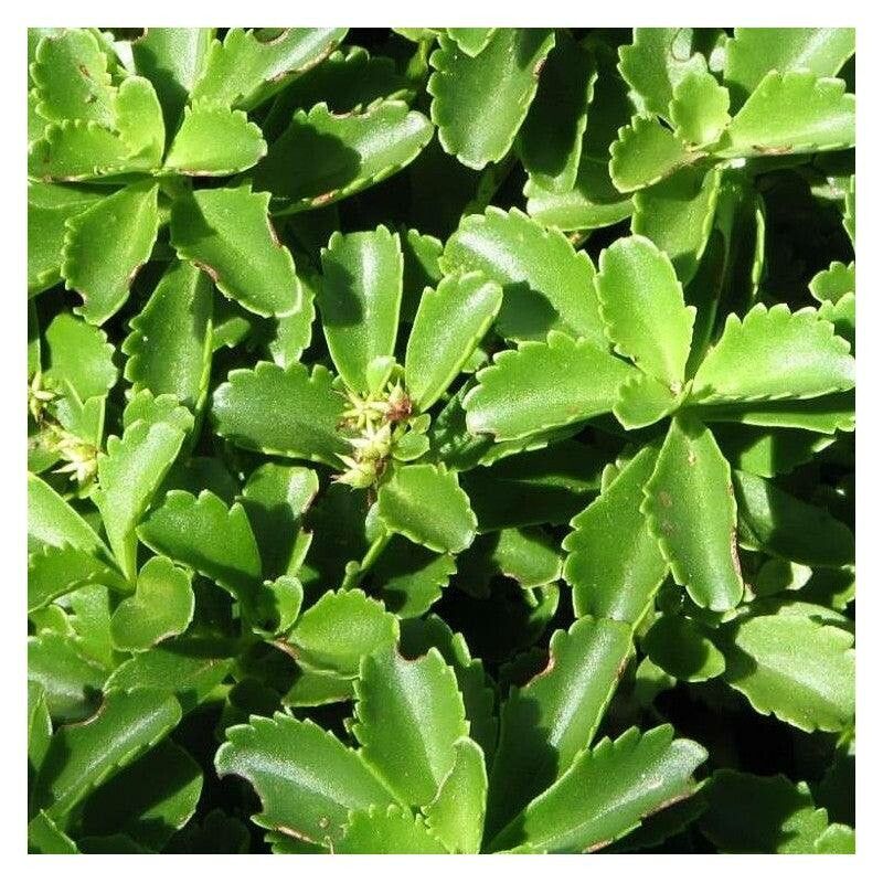 Phedimus ellacombeanus — related species from the same genus