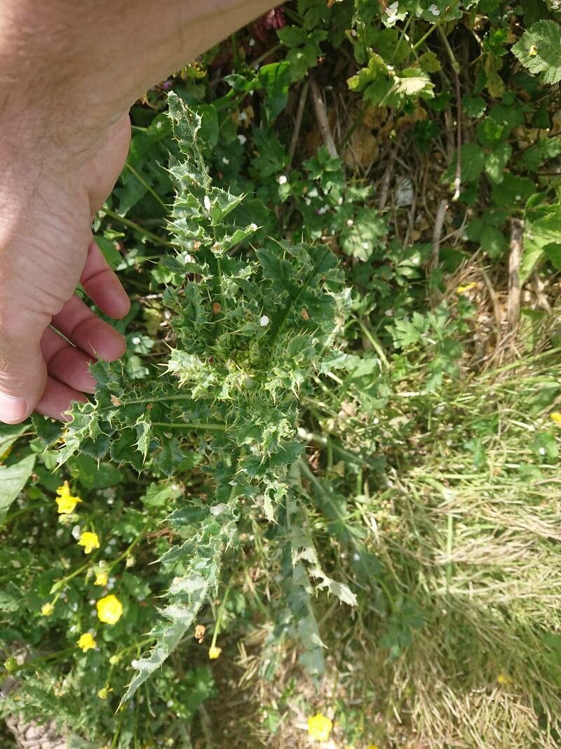 Cirsium hydrophilum — search result for 'Cirsium'