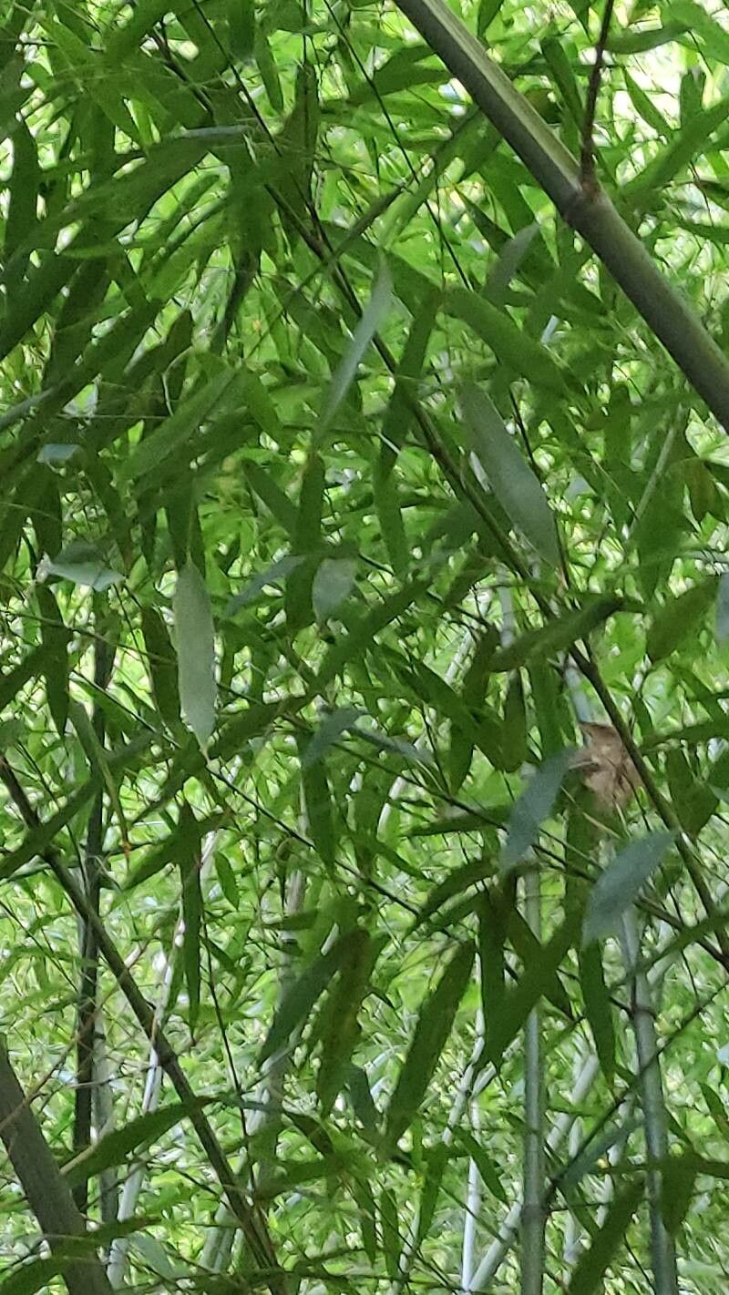 Phyllostachys bambusoides leaf