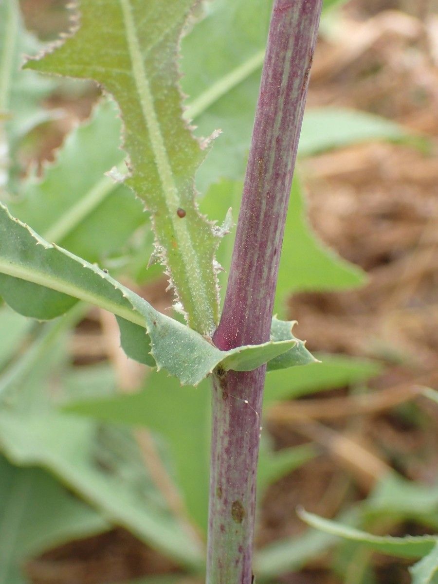 Launaea taraxacifolia leaf