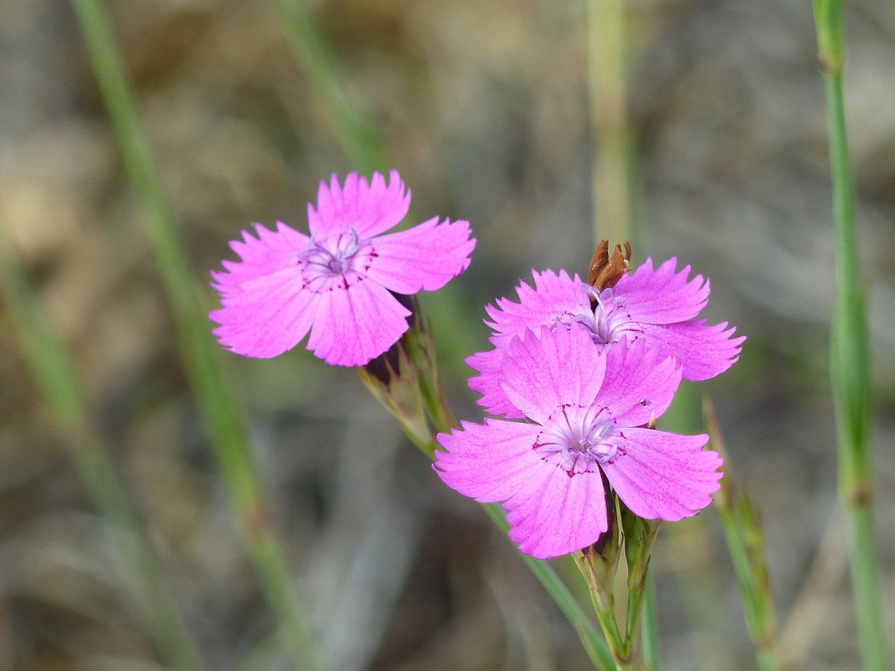 Dianthus scaber flower
