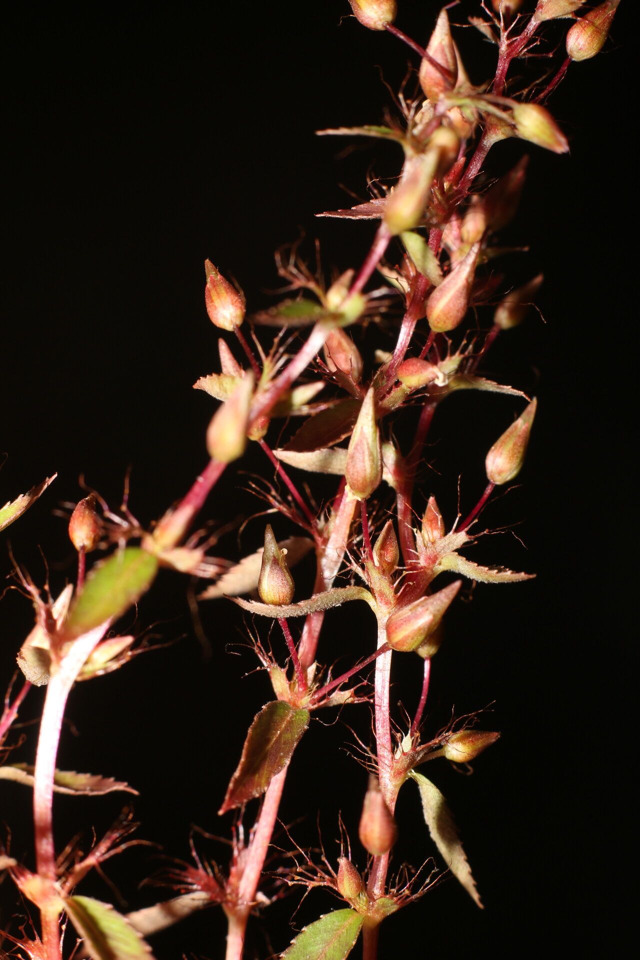 Sauvagesia pulchella flower