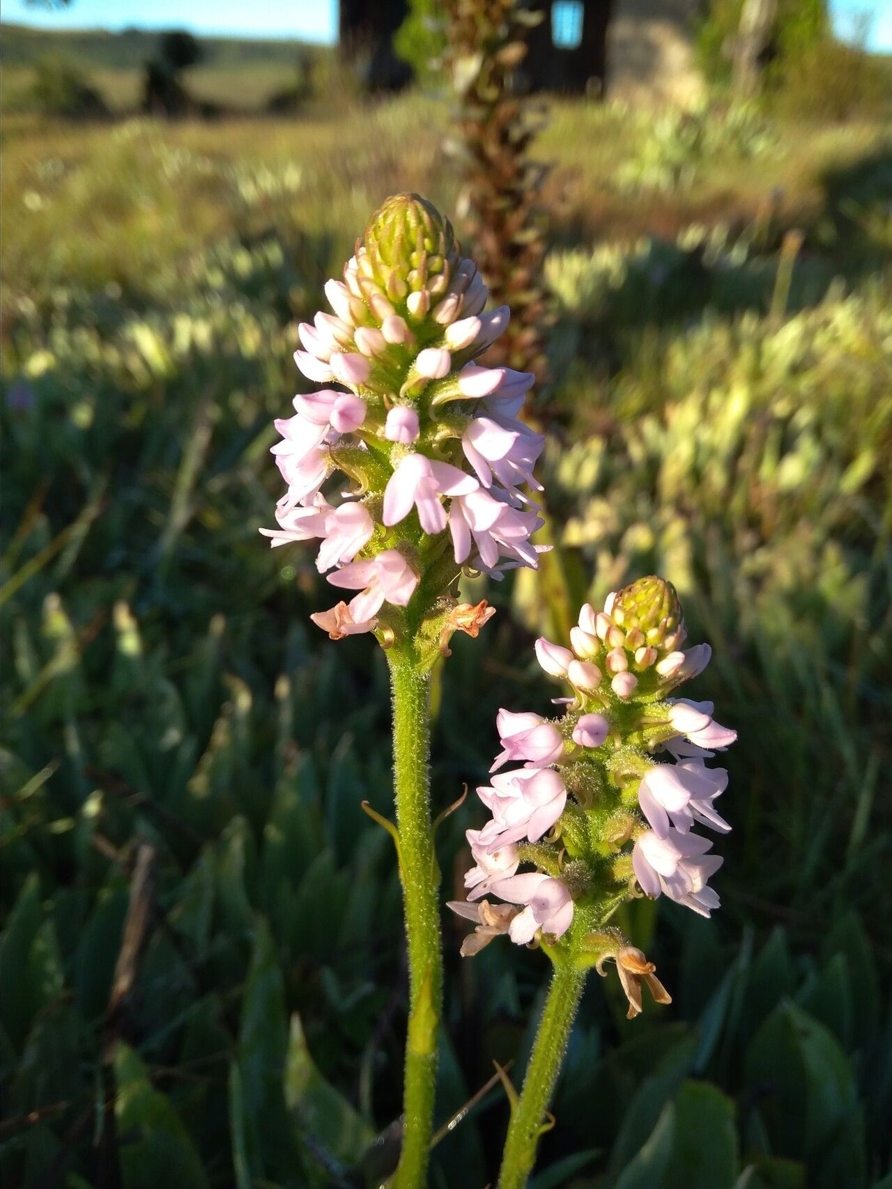 Cynorkis buchananii — houseplant care guide