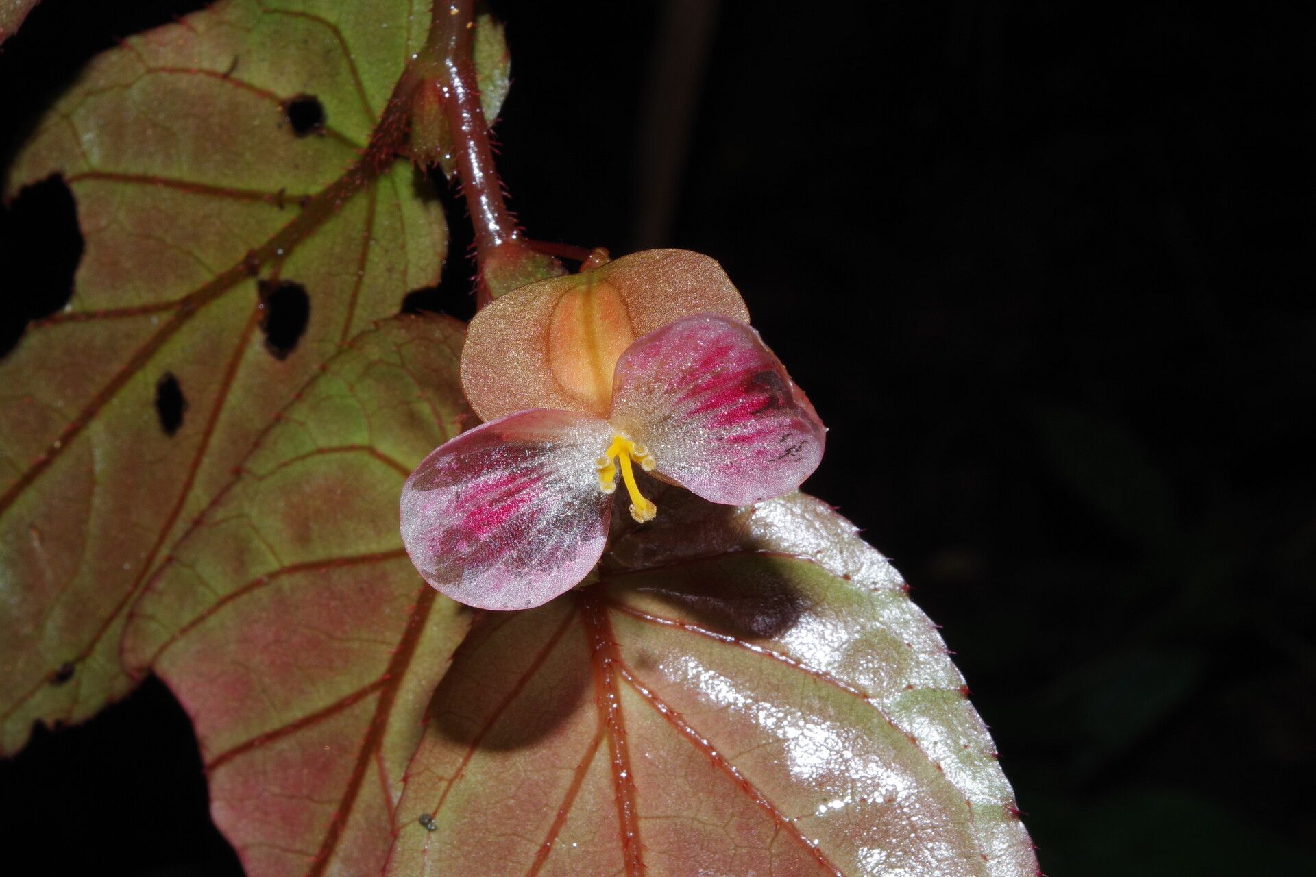 Begonia sessilifolia flower