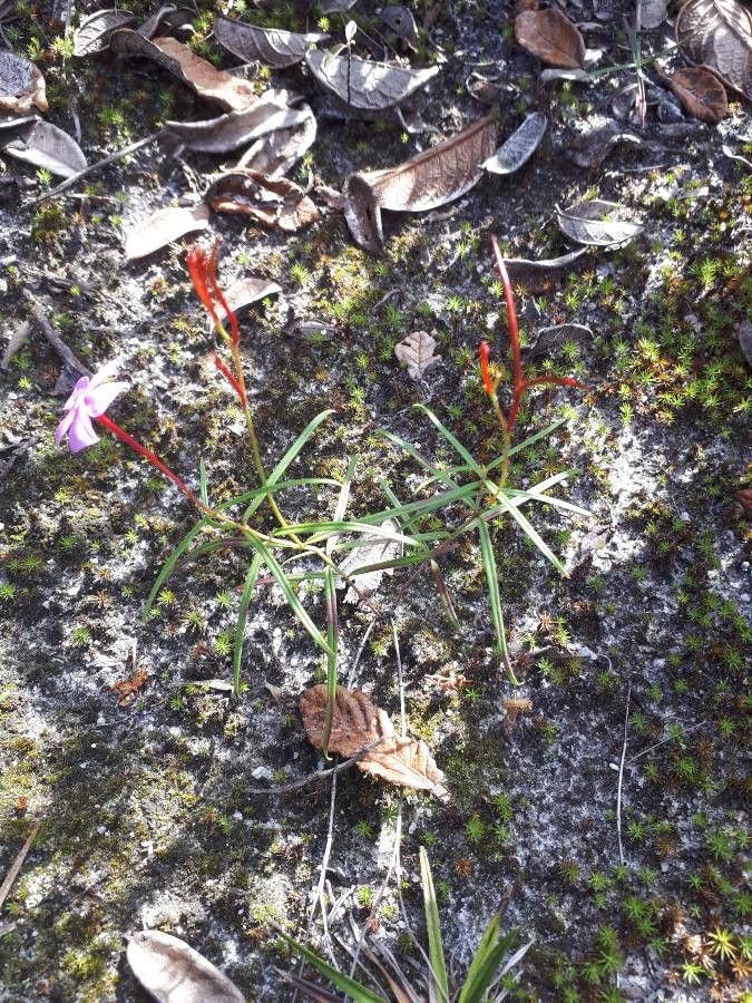 Mandevilla tenuifolia habit