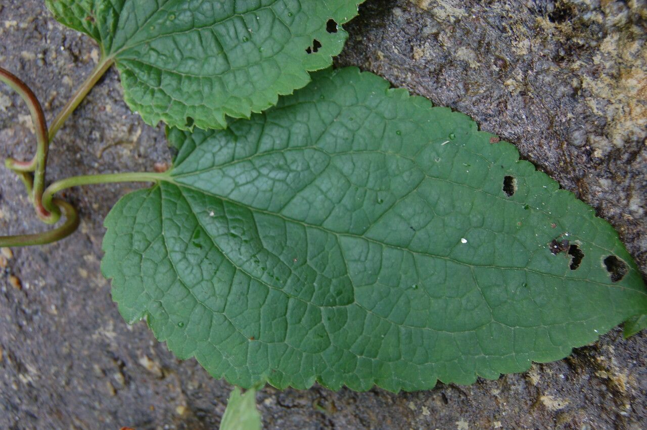 Clematis connata habit