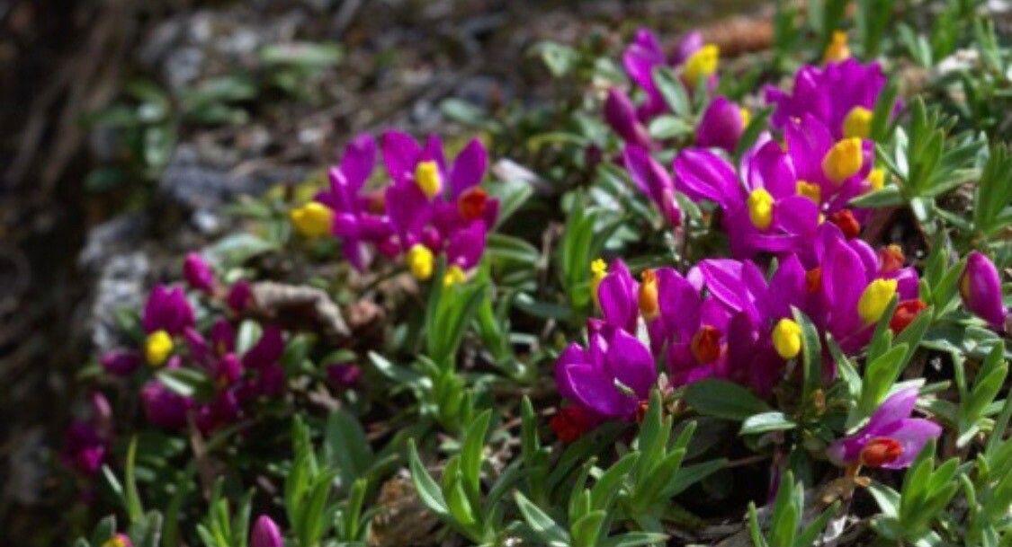 Polygala heterorhyncha — search result for 'Polygala'