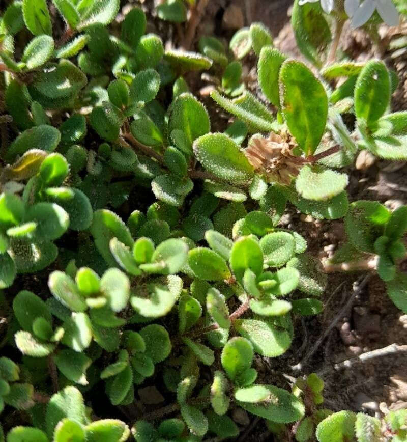 Stevia mandonii — houseplant care guide