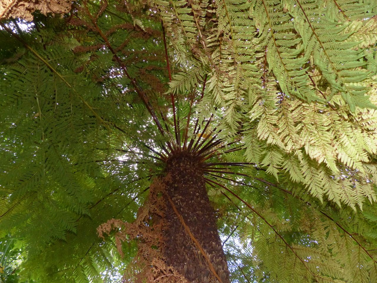 Cyathea dregei habit