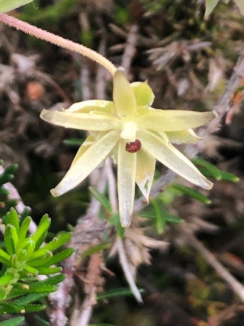 Lysimachia linum-stellatum flower