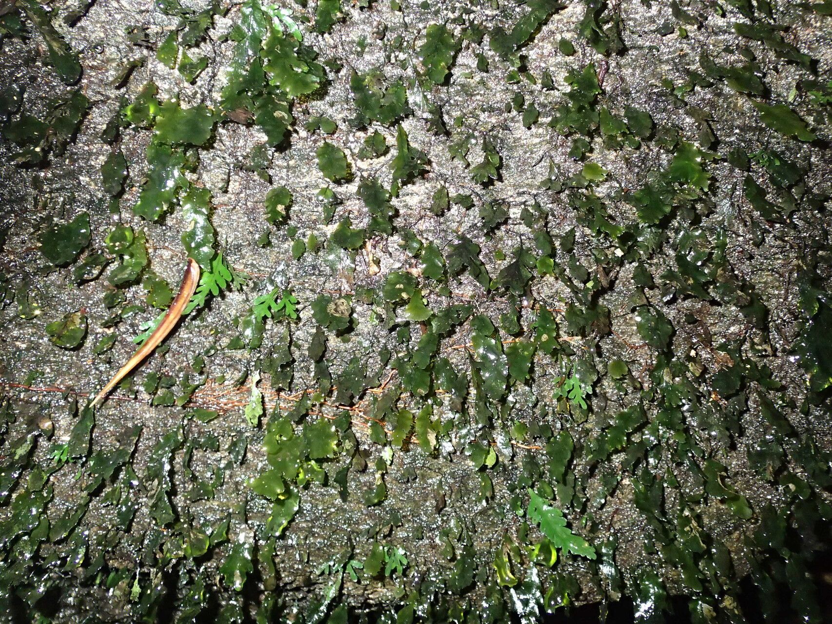 Trichomanes benlii habit