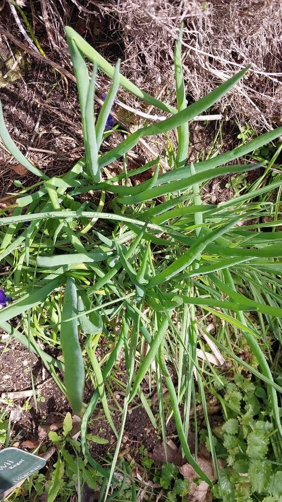 Allium fetisowii — houseplant care guide