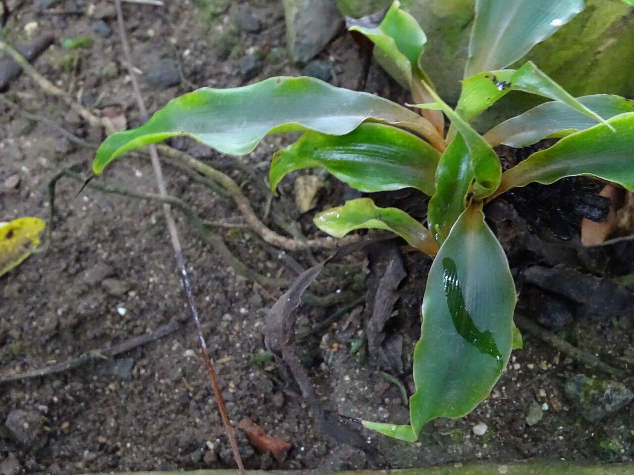Chlorophytum stenopetalum — search result for 'Chlorophytum'