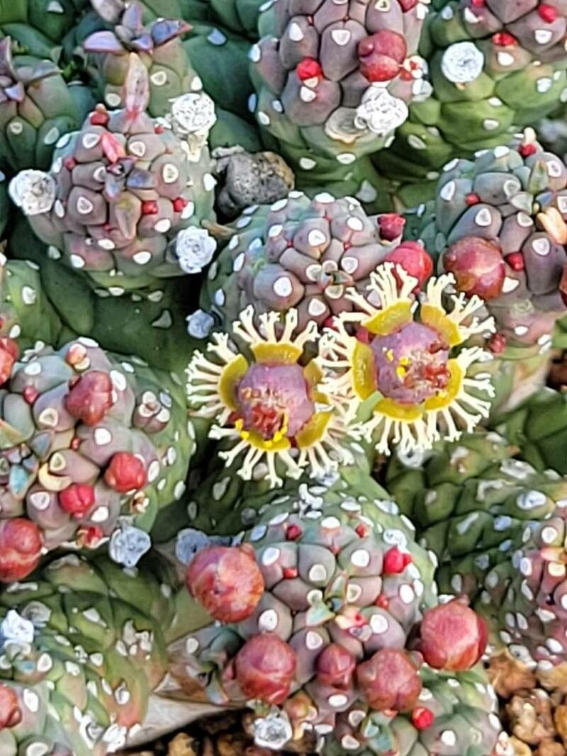 Euphorbia ramiglans — houseplant care guide