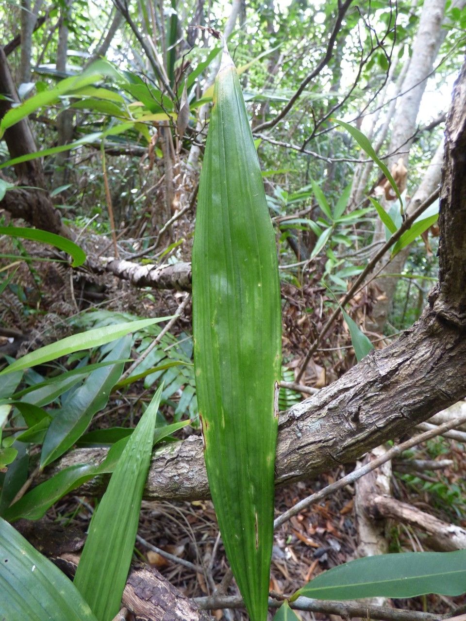Eulophia pulchra — search result for 'Mozambique'