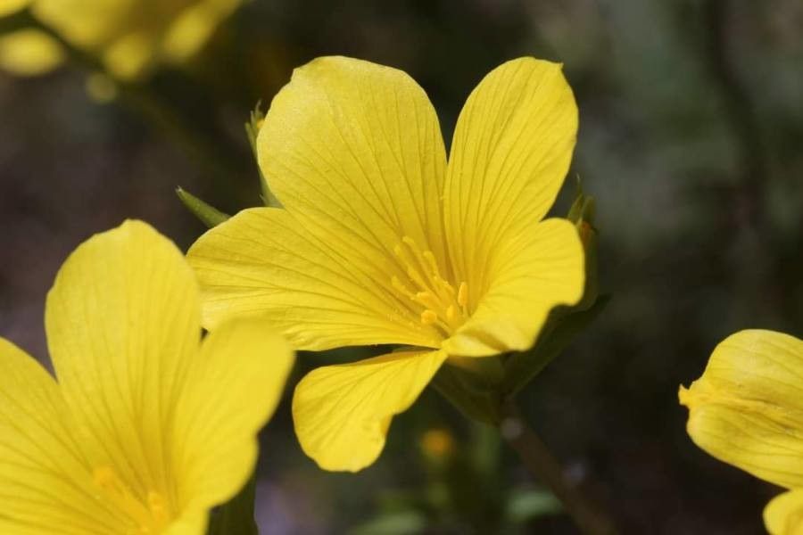 Linum elegans — search result for 'Linum'