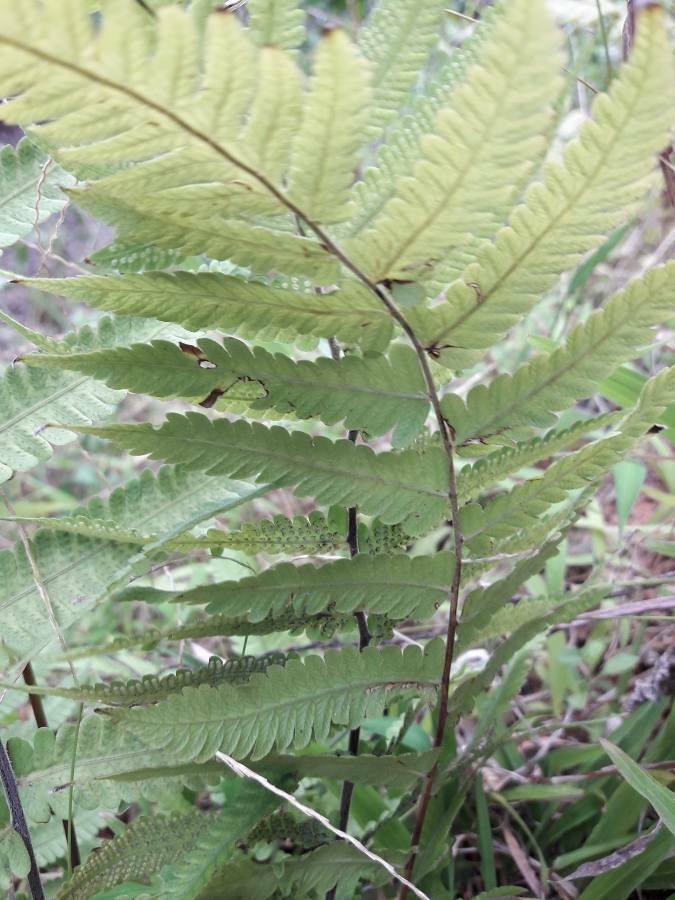 Macrothelypteris torresiana flower