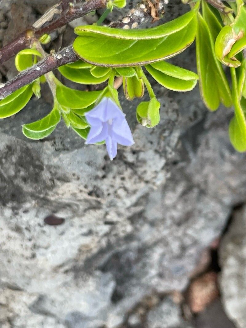 Jacquemontia sandwicensis flower