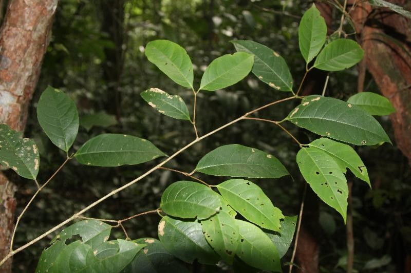 Rinorea pectino-squamata habit