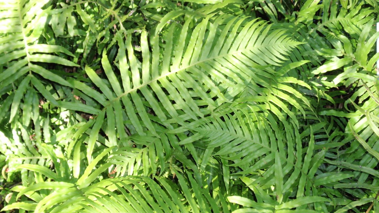 Blechnum cartilagineum leaf