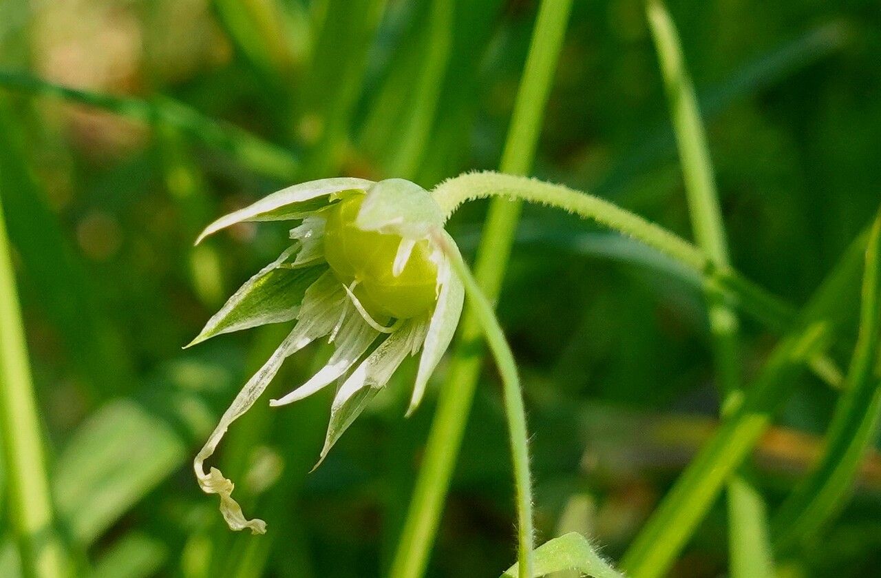 Stellaria holostea fruit