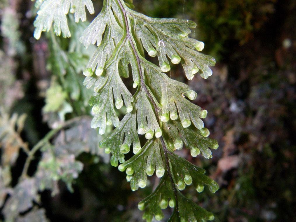 Hymenophyllum maxonii — houseplant care guide