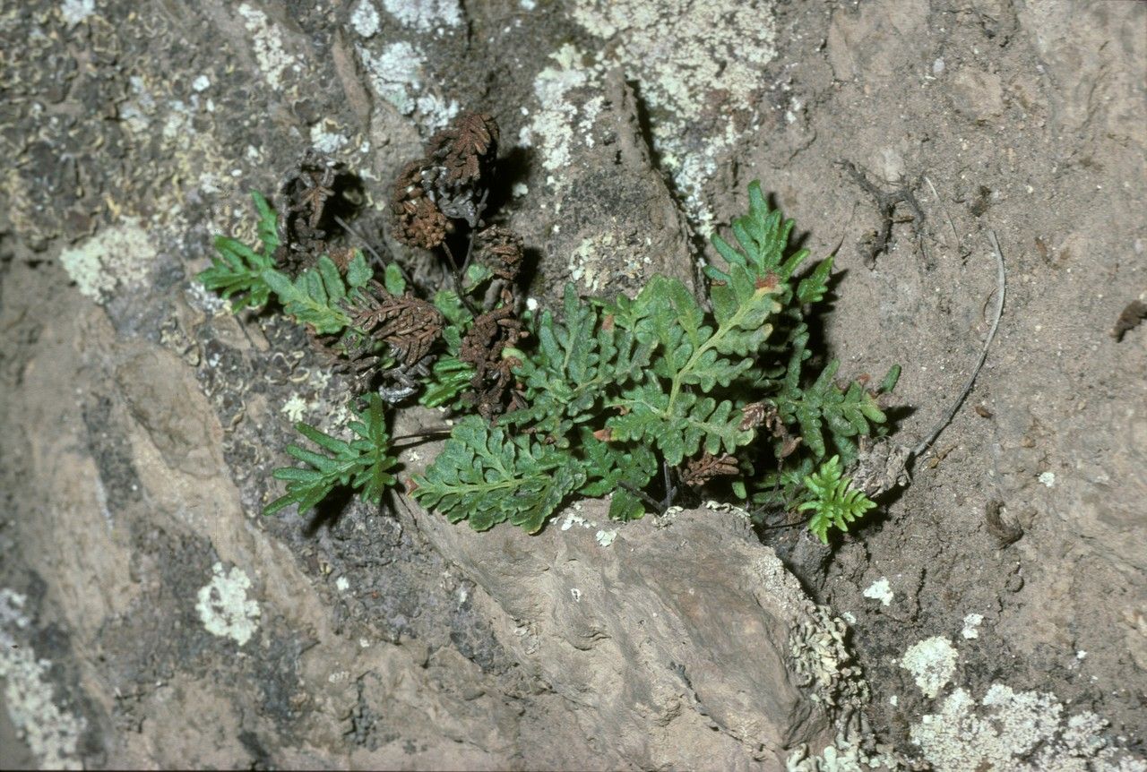 Cheilanthes glauca — search result for 'Cheilanthes'