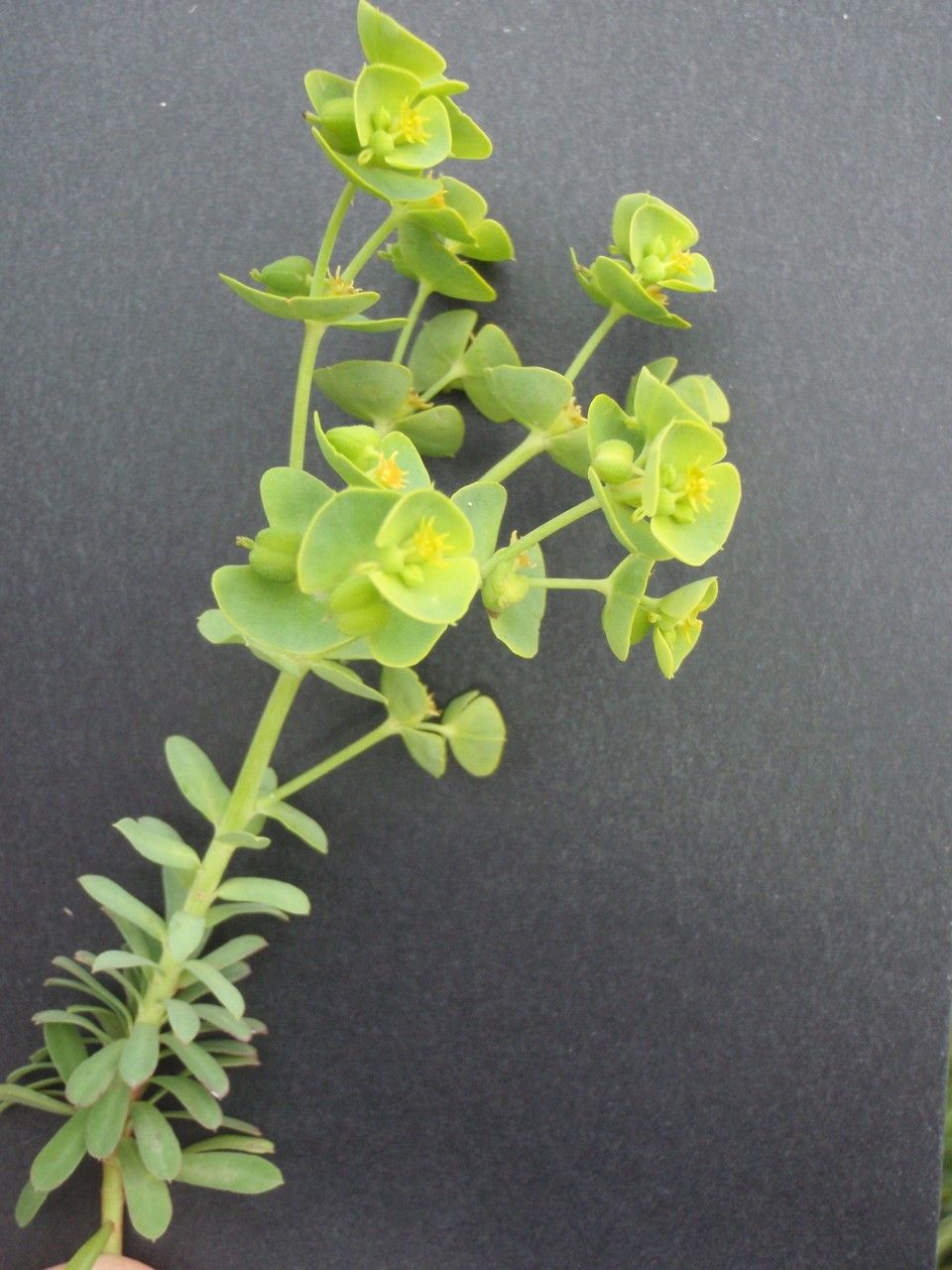 Euphorbia paralias x Euphorbia segetalis subsp. portlandica flower