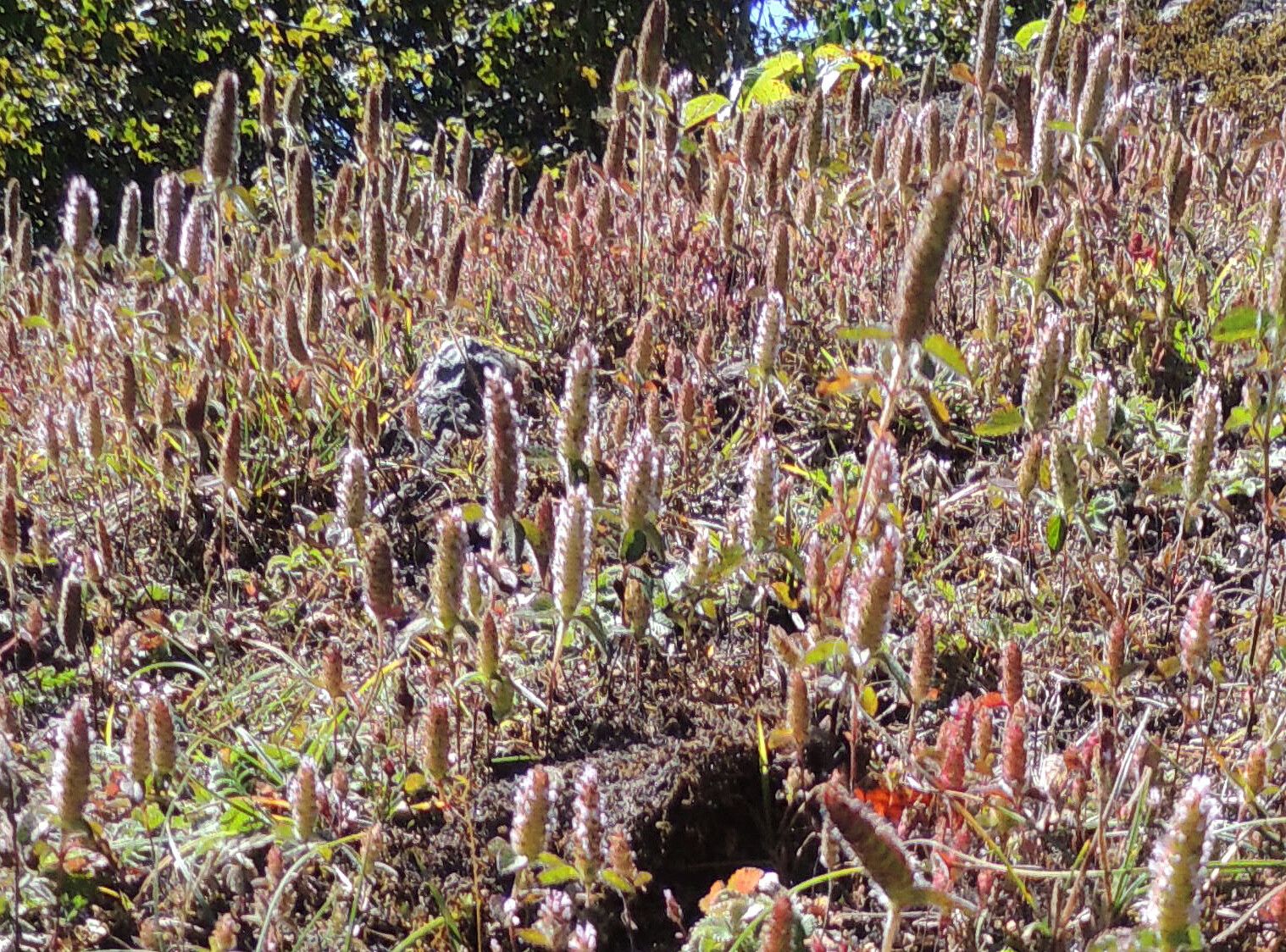 Elsholtzia strobilifera — houseplant care guide