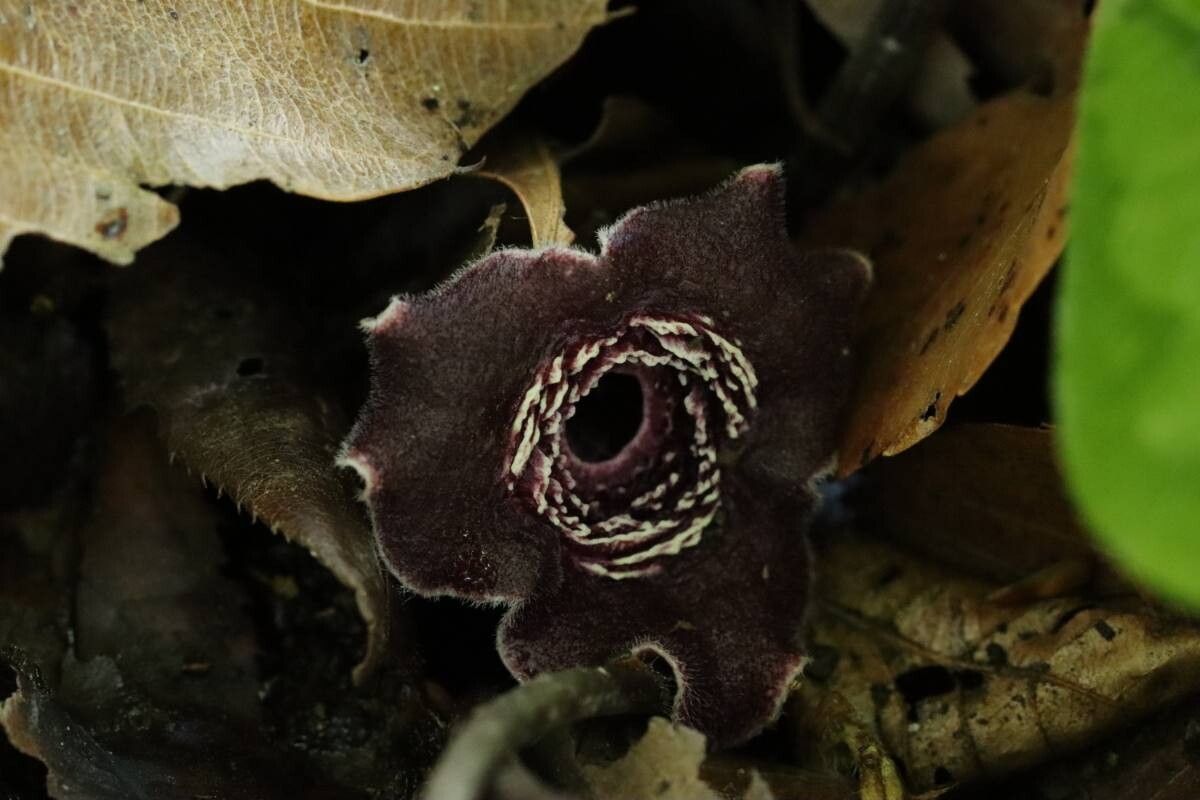 Asarum tamaense flower