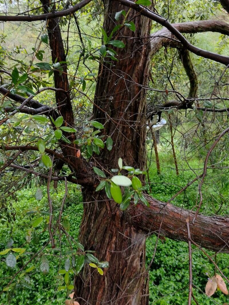 Syncarpia glomulifera bark