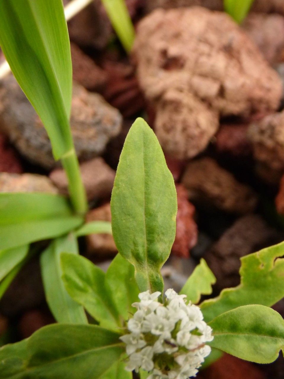 Diodia dasycephala — related species from the same genus