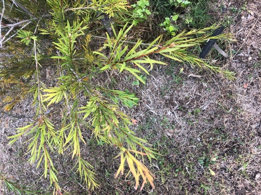 Melaleuca lophantha leaf