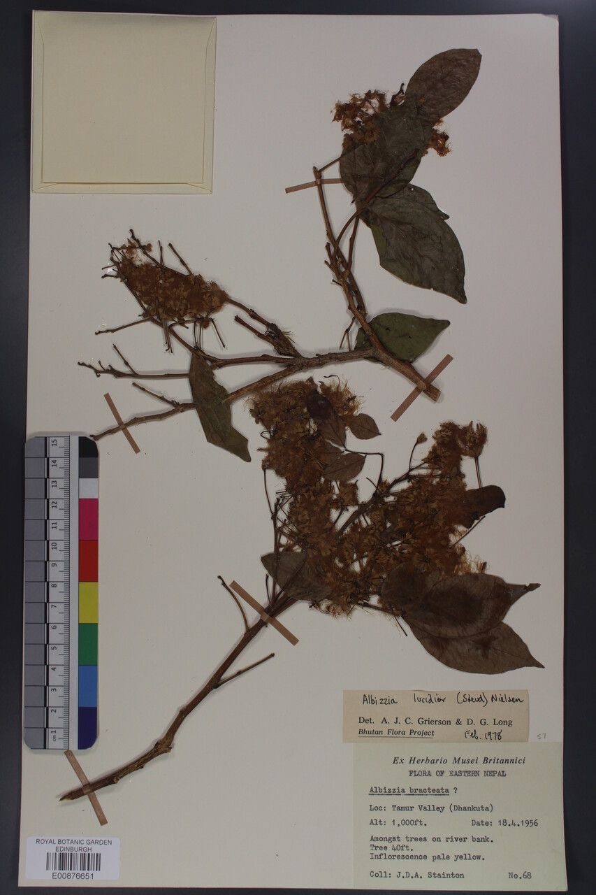 Albizia lucidior — houseplant care guide