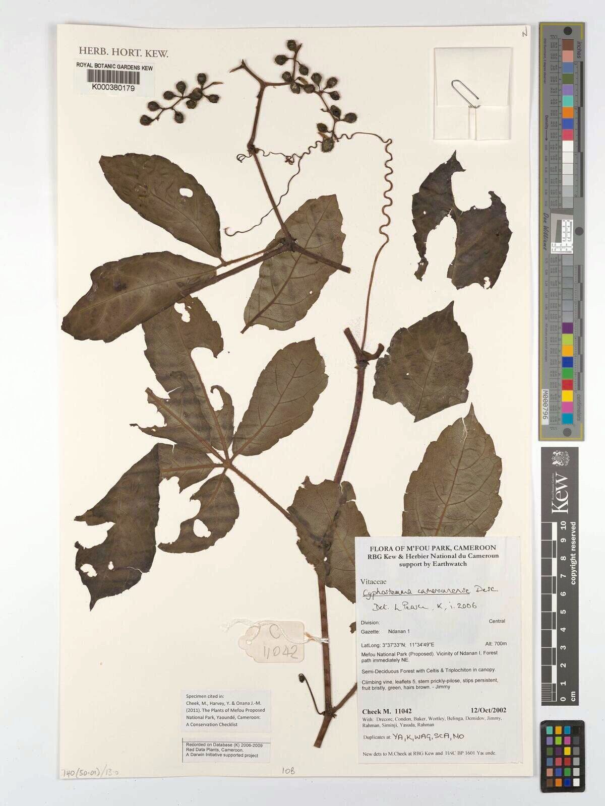 Cyphostemma camerounense — houseplant care guide