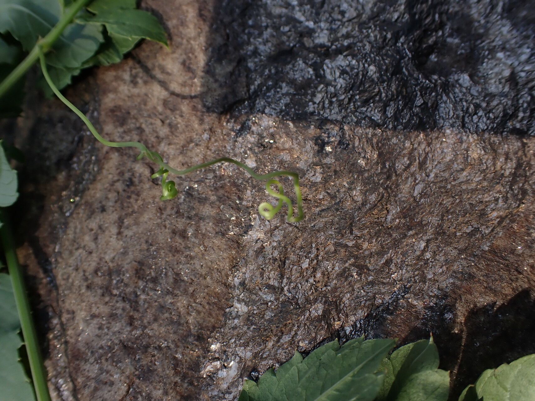 Cayratia ibuensis flower