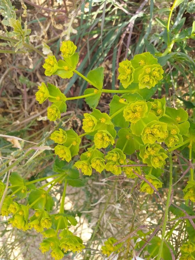 Euphorbia serrata flower