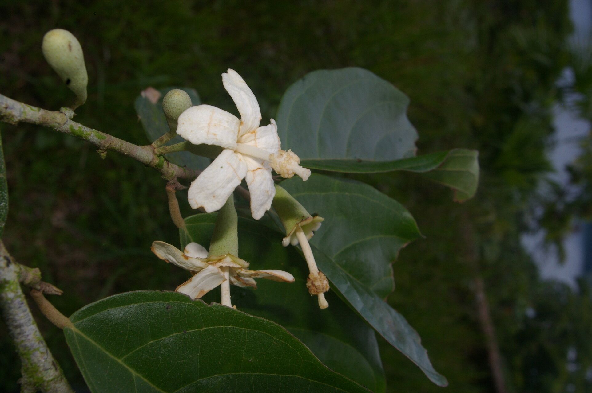 Quararibea stenophylla flower