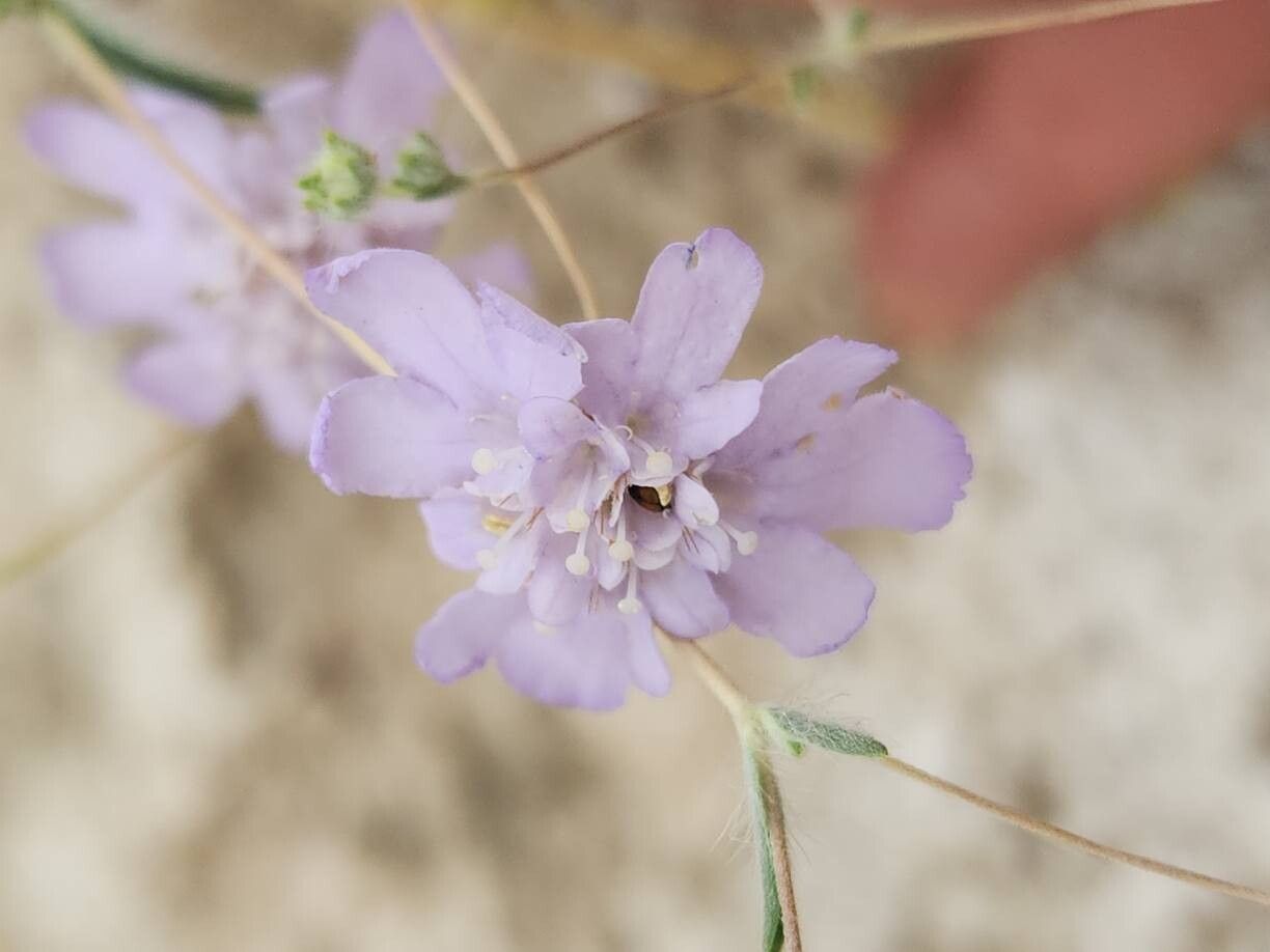 Lomelosia olivieri flower