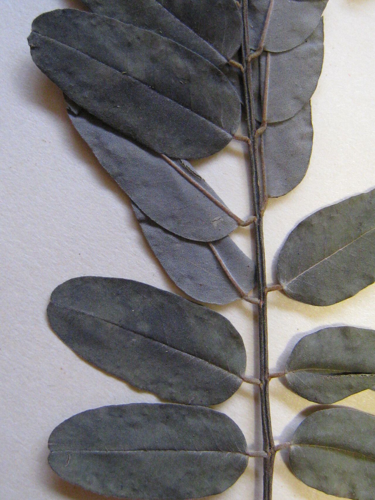 Hymenolobium pulcherrimum — houseplant care guide