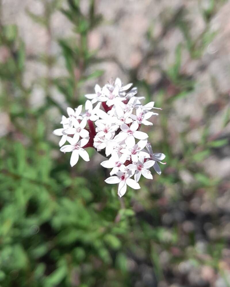 Stevia satureiifolium flower
