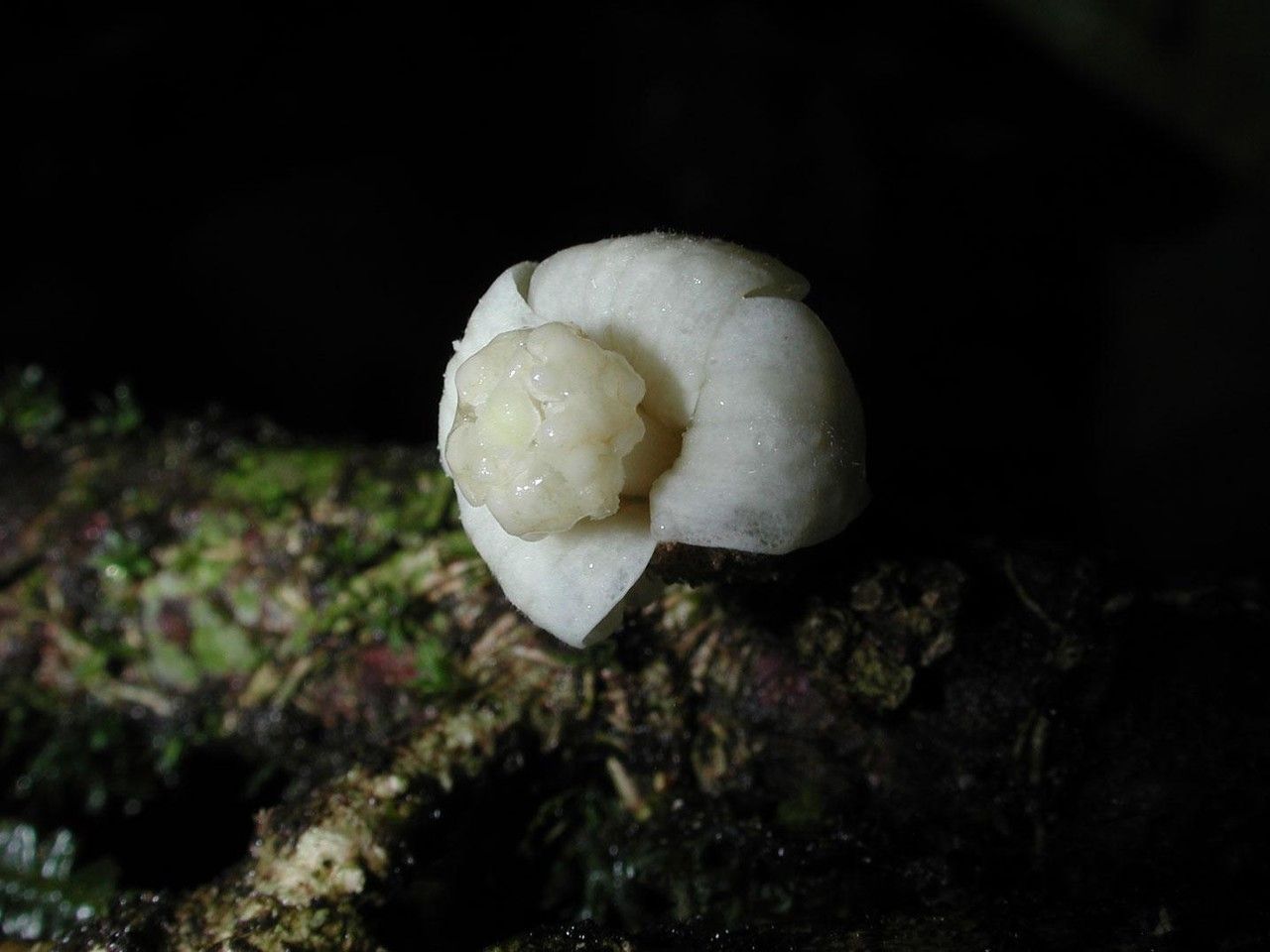 Quararibea pumila fruit