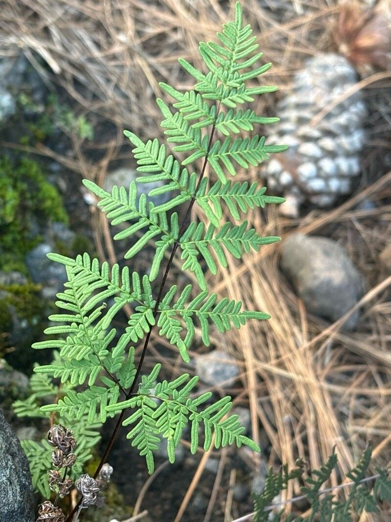 Hemionitis pulchella — houseplant care guide