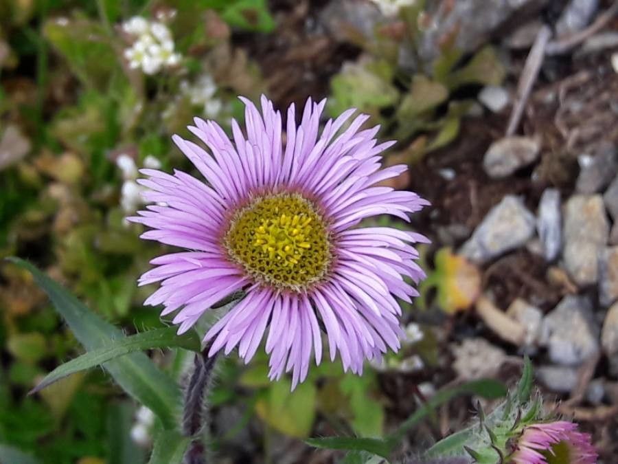 Erigeron neglectus flower