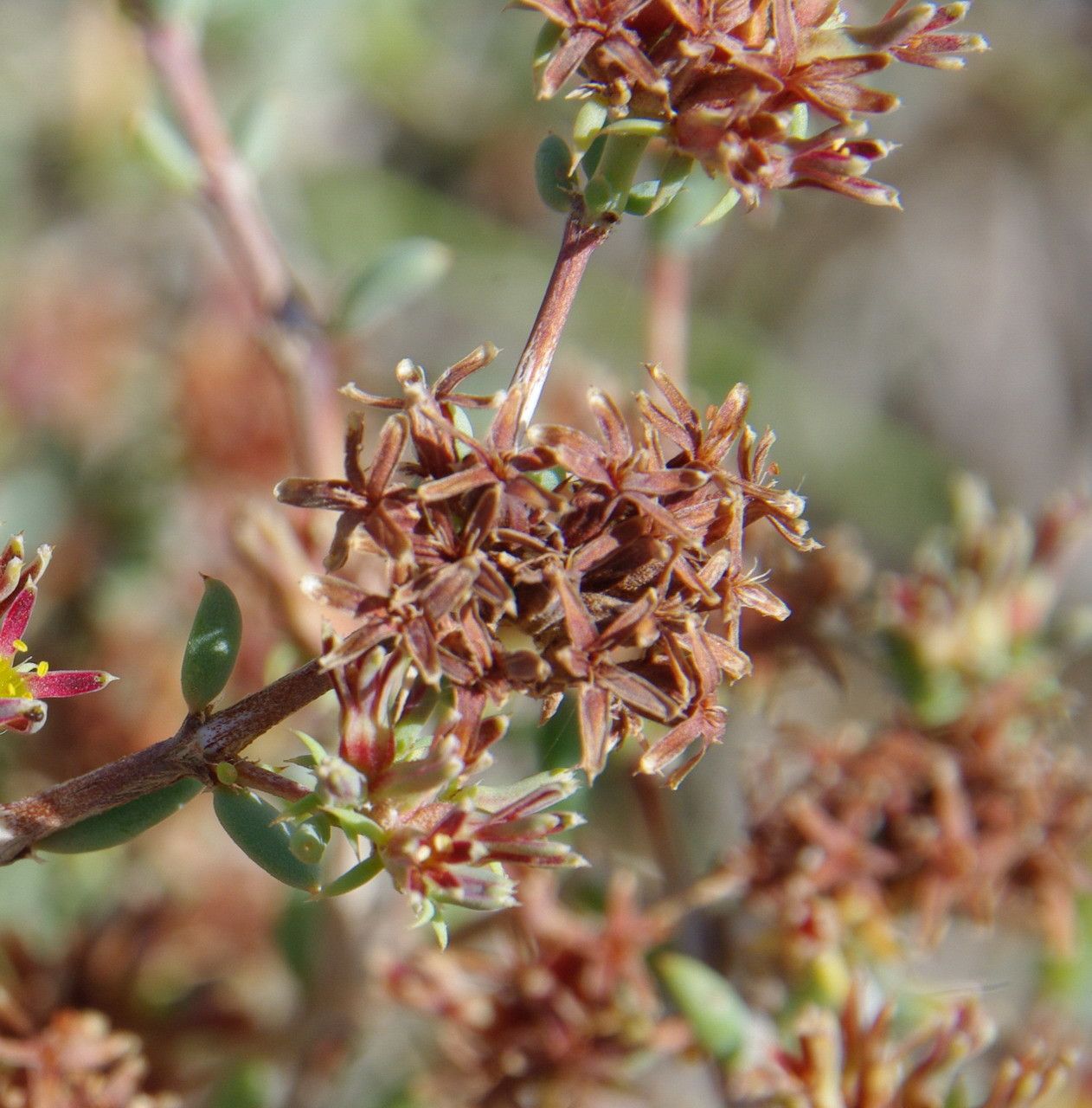 Gymnocarpos decandrus flower