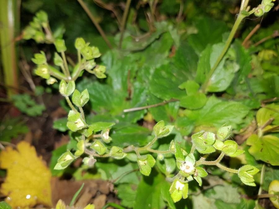 Calceolaria integrifolia fruit