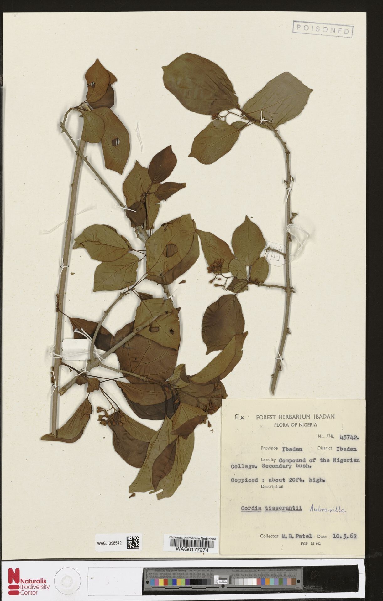 Cordia uncinulata — houseplant care guide