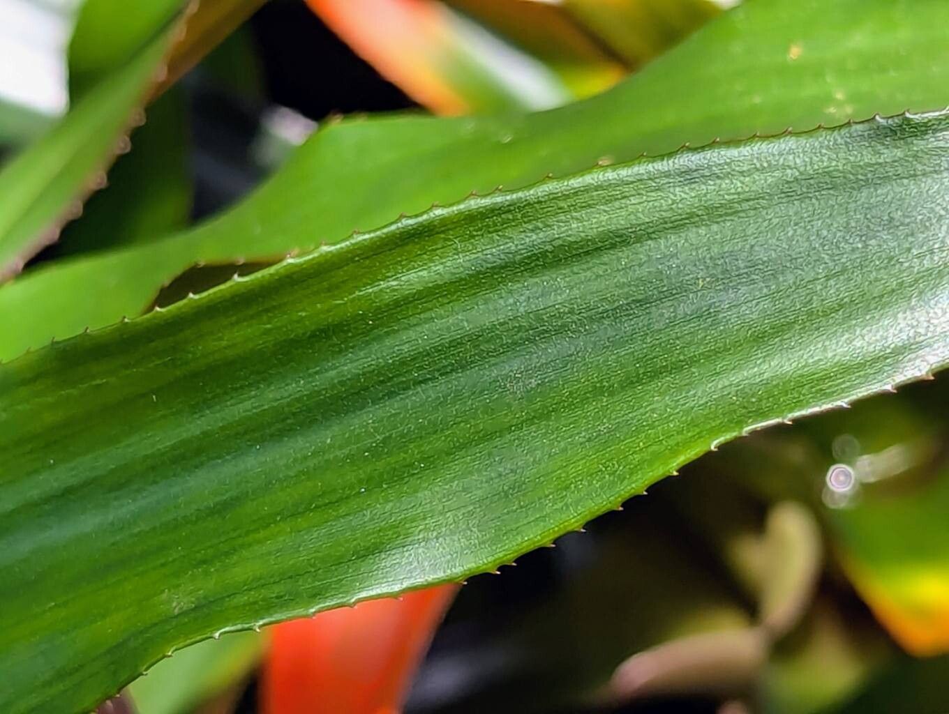Nidularium campos-portoi leaf