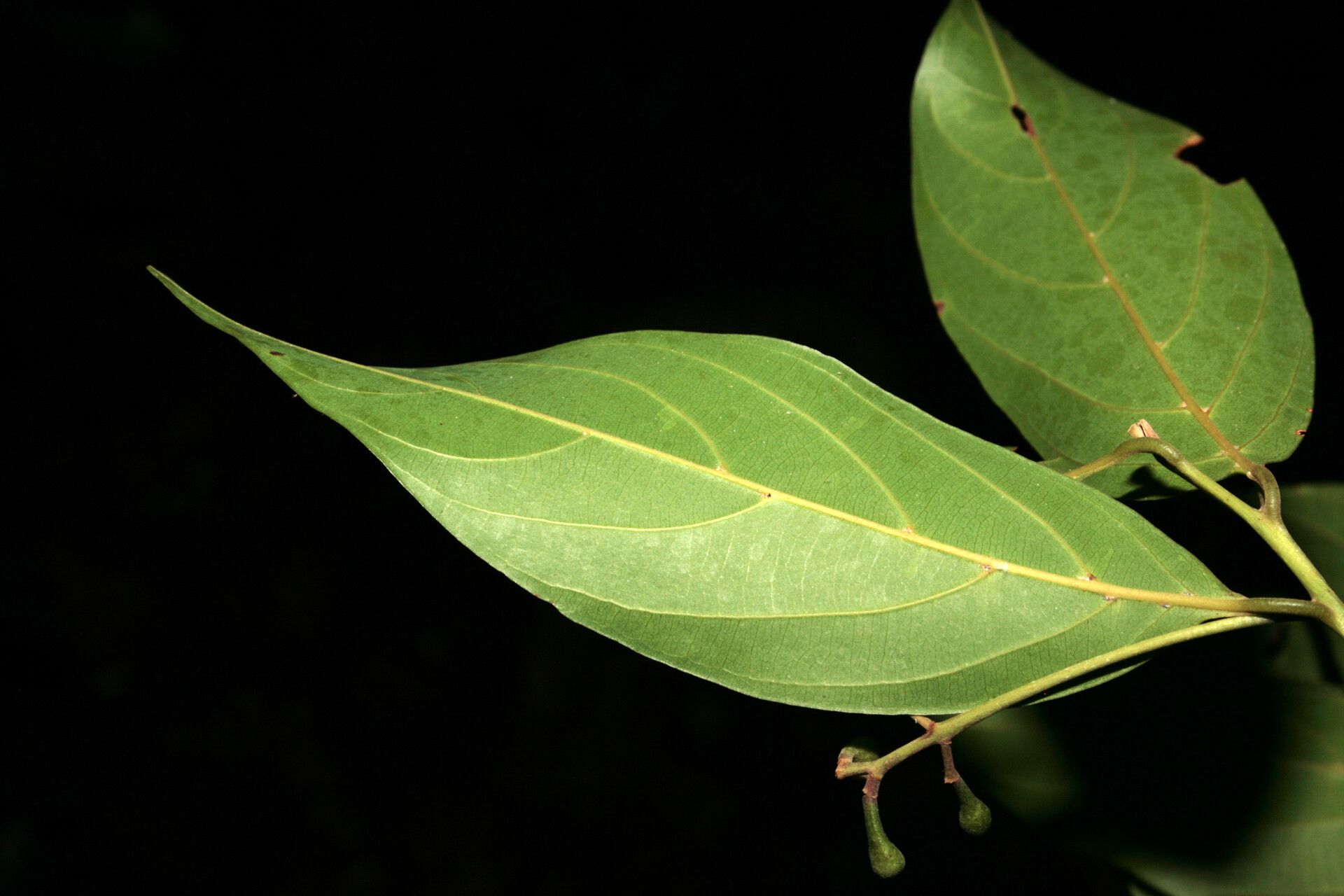 Nectandra amazonum — related species from the same genus